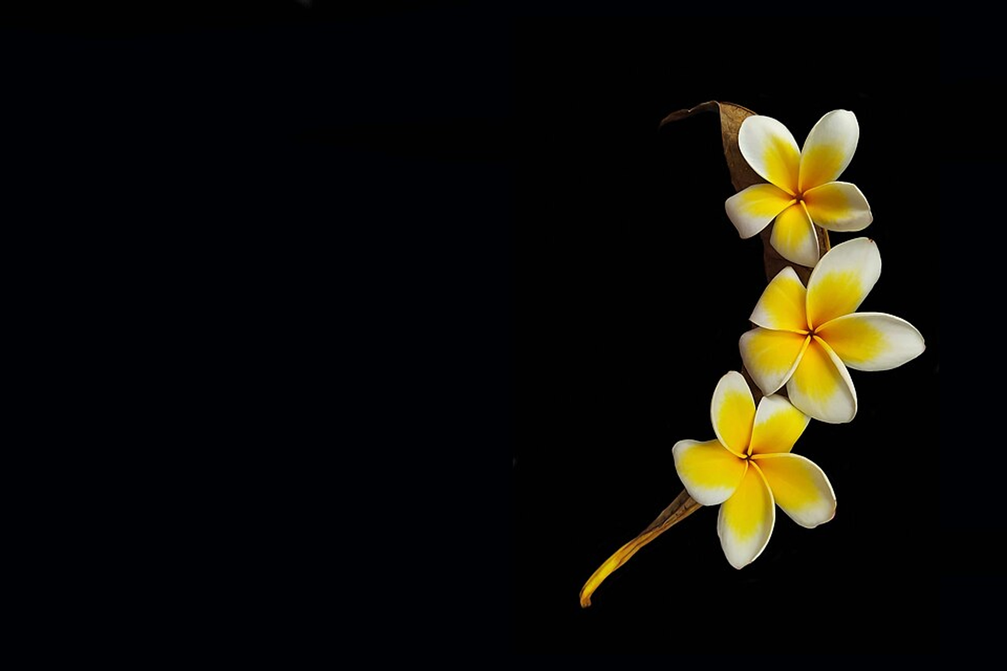 Frangipani Flowers on Black Background nature wallpaper
