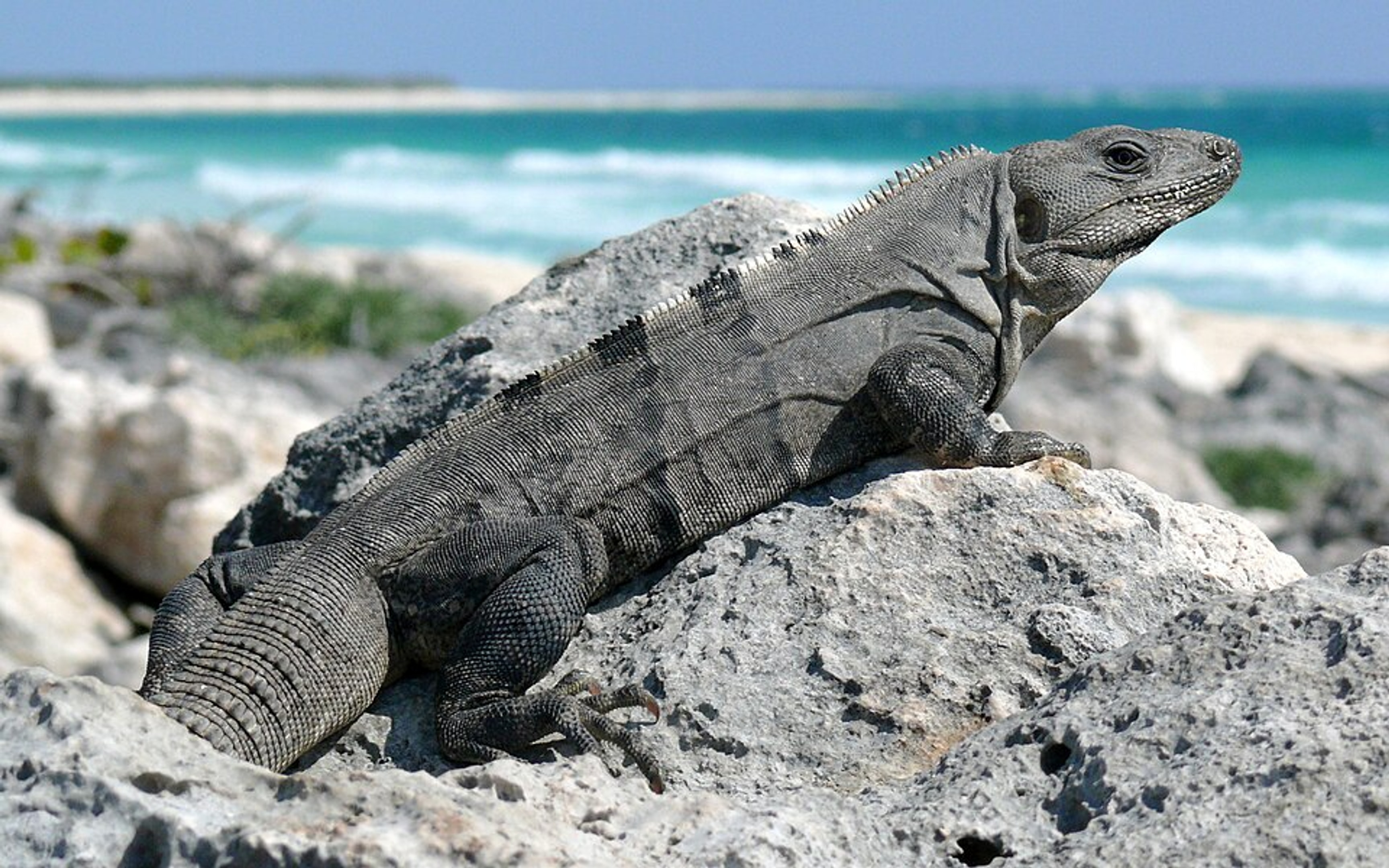 Black Spiny-tailed Iguana nature wallpaper
