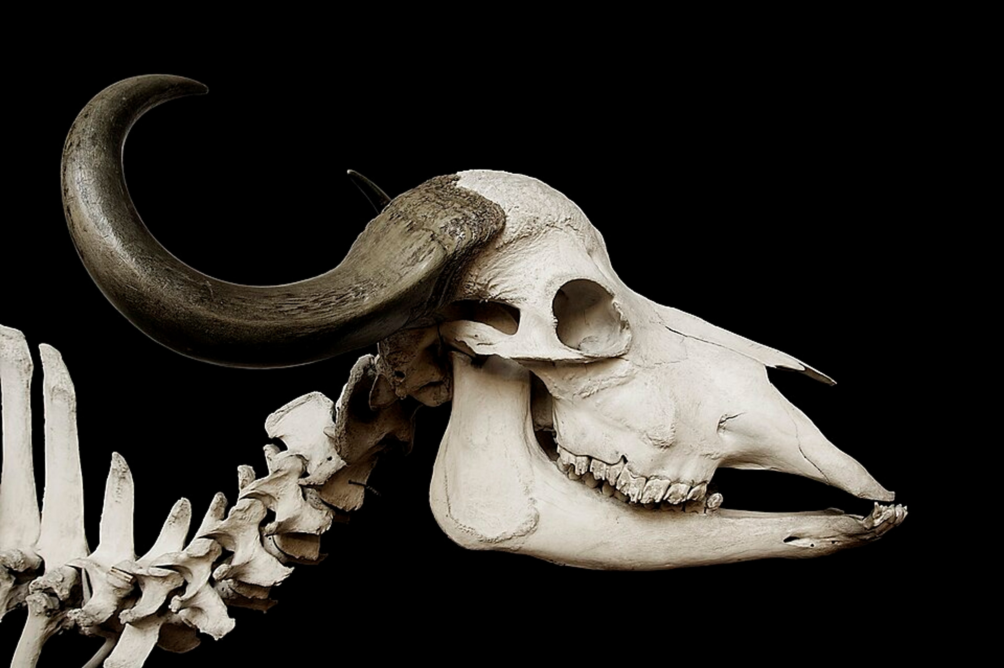 African Buffalo Skull photography wallpaper