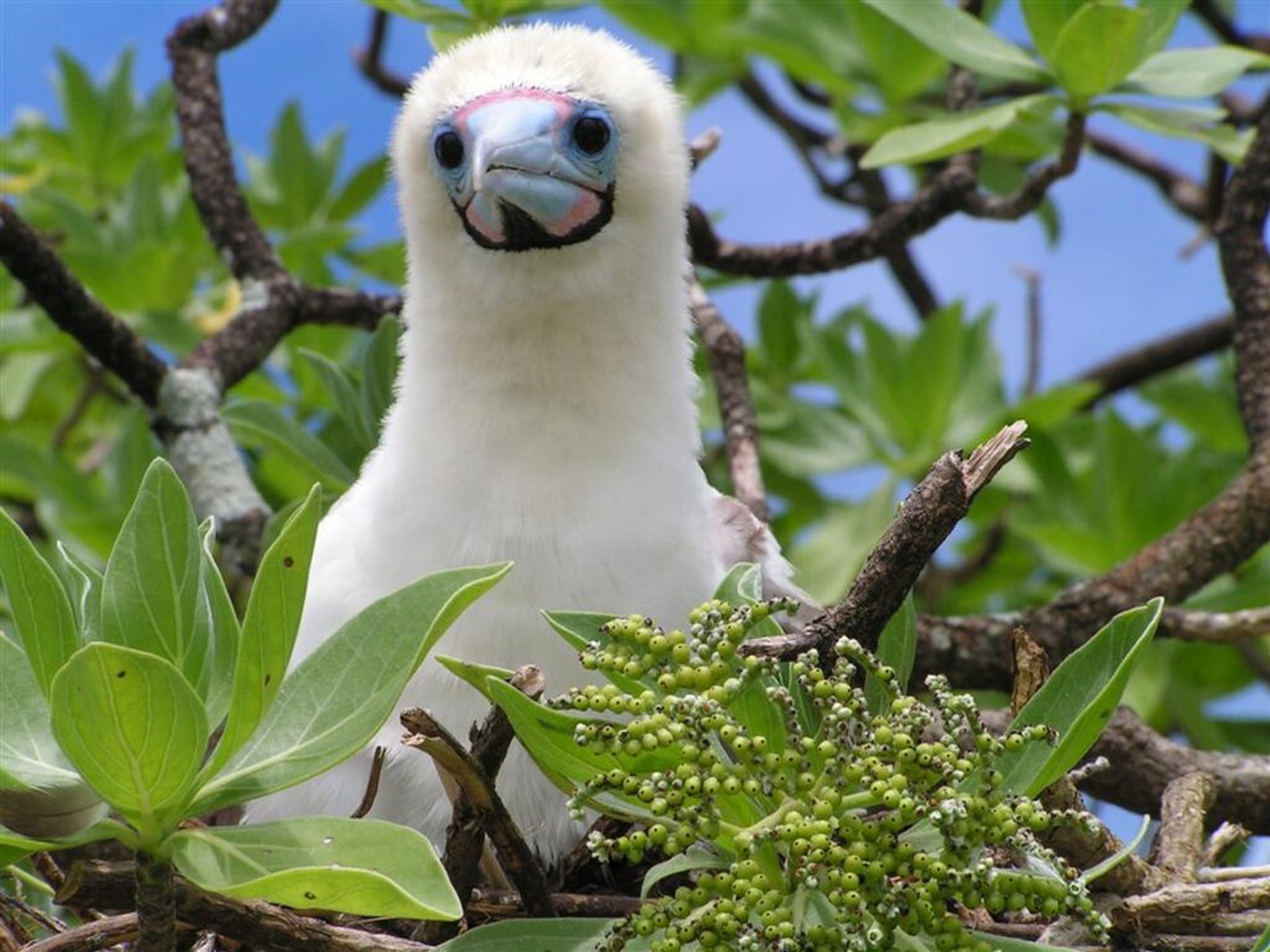 Red-footed Booby Nesting in Heliotropium nature wallpaper