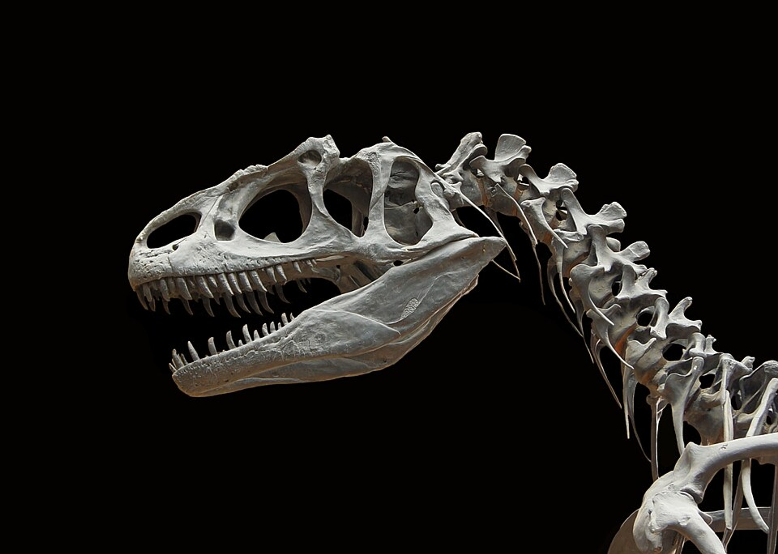 Allosaurus Fragilis Dinosaur Fossil photography wallpaper