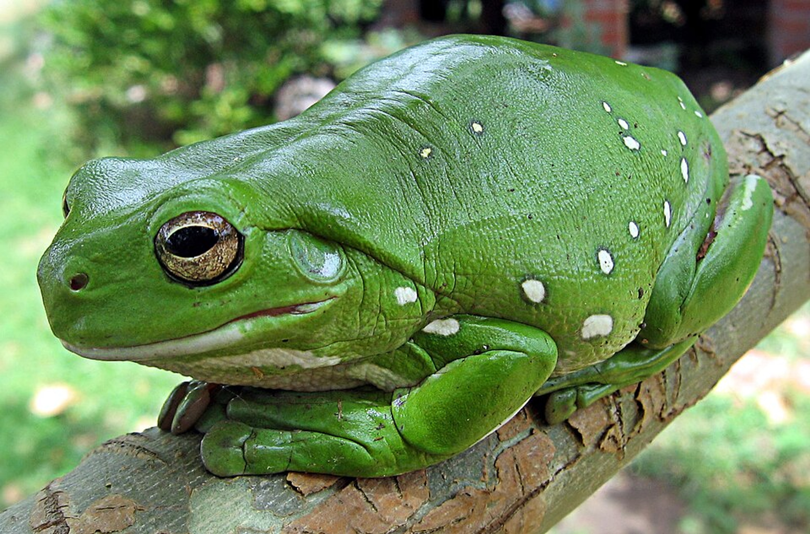 Australian Green Tree Frog nature wallpaper