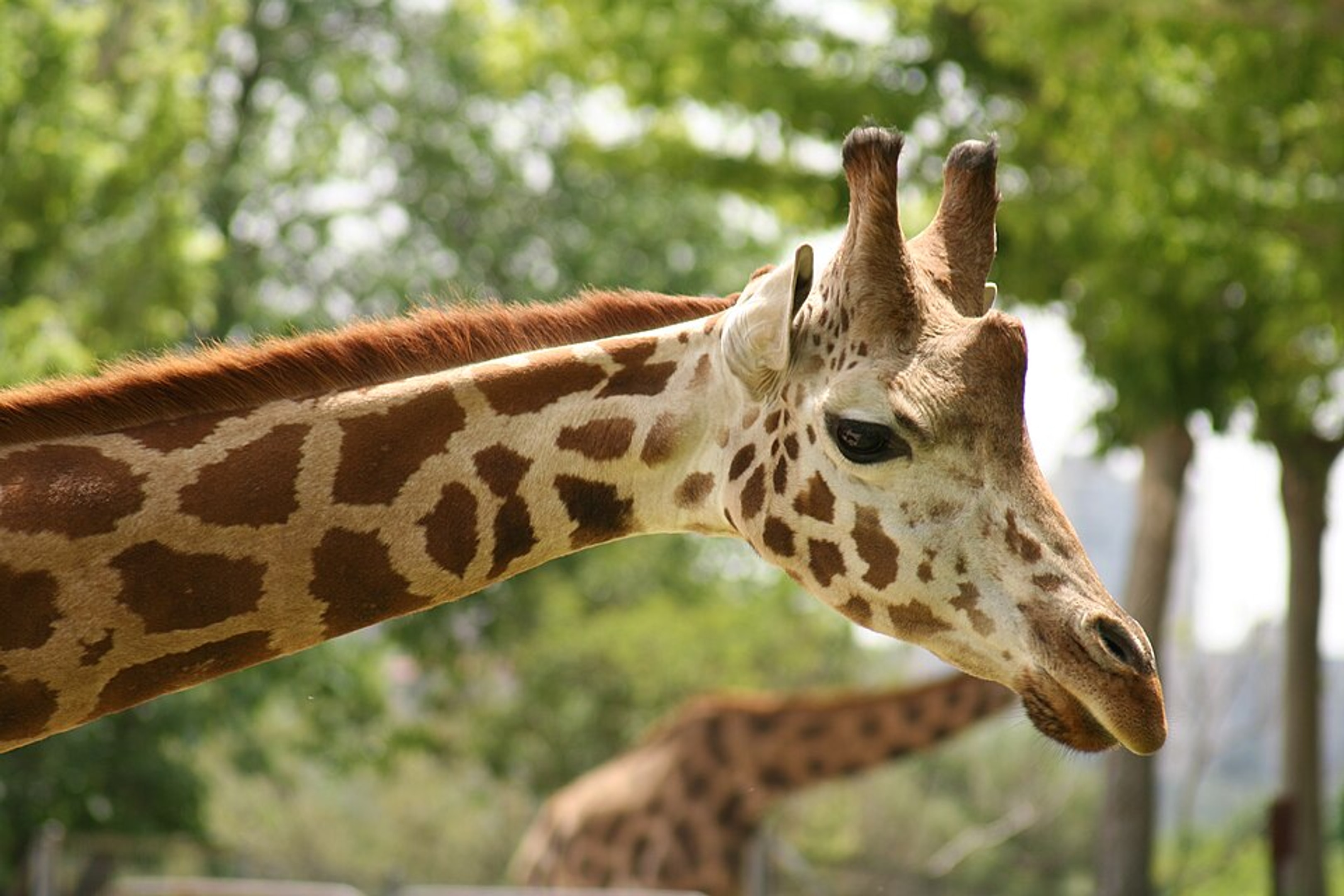 Giraffe Wildlife Portrait nature wallpaper