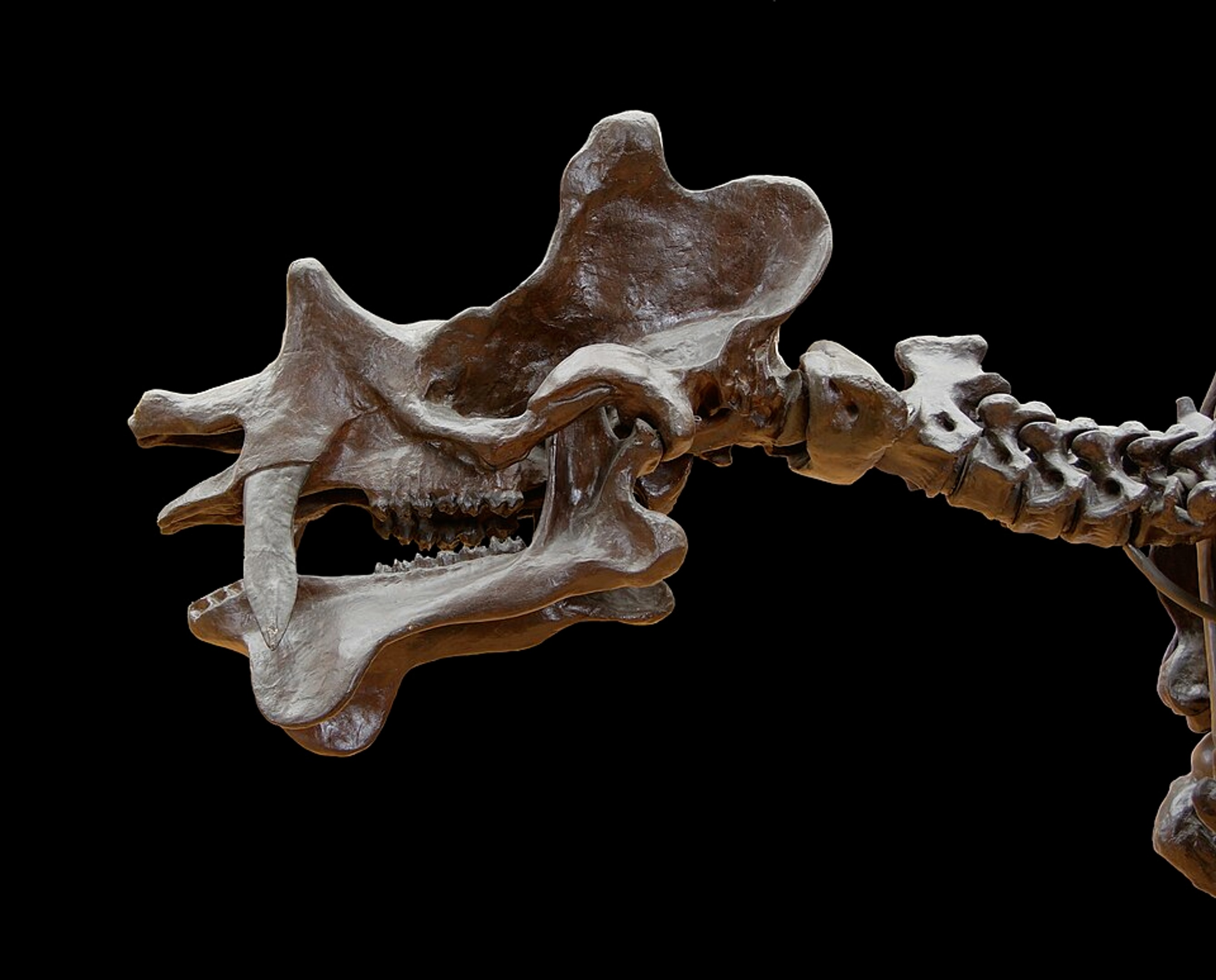 Dinoceras Mirabile Prehistoric Mammal photography wallpaper