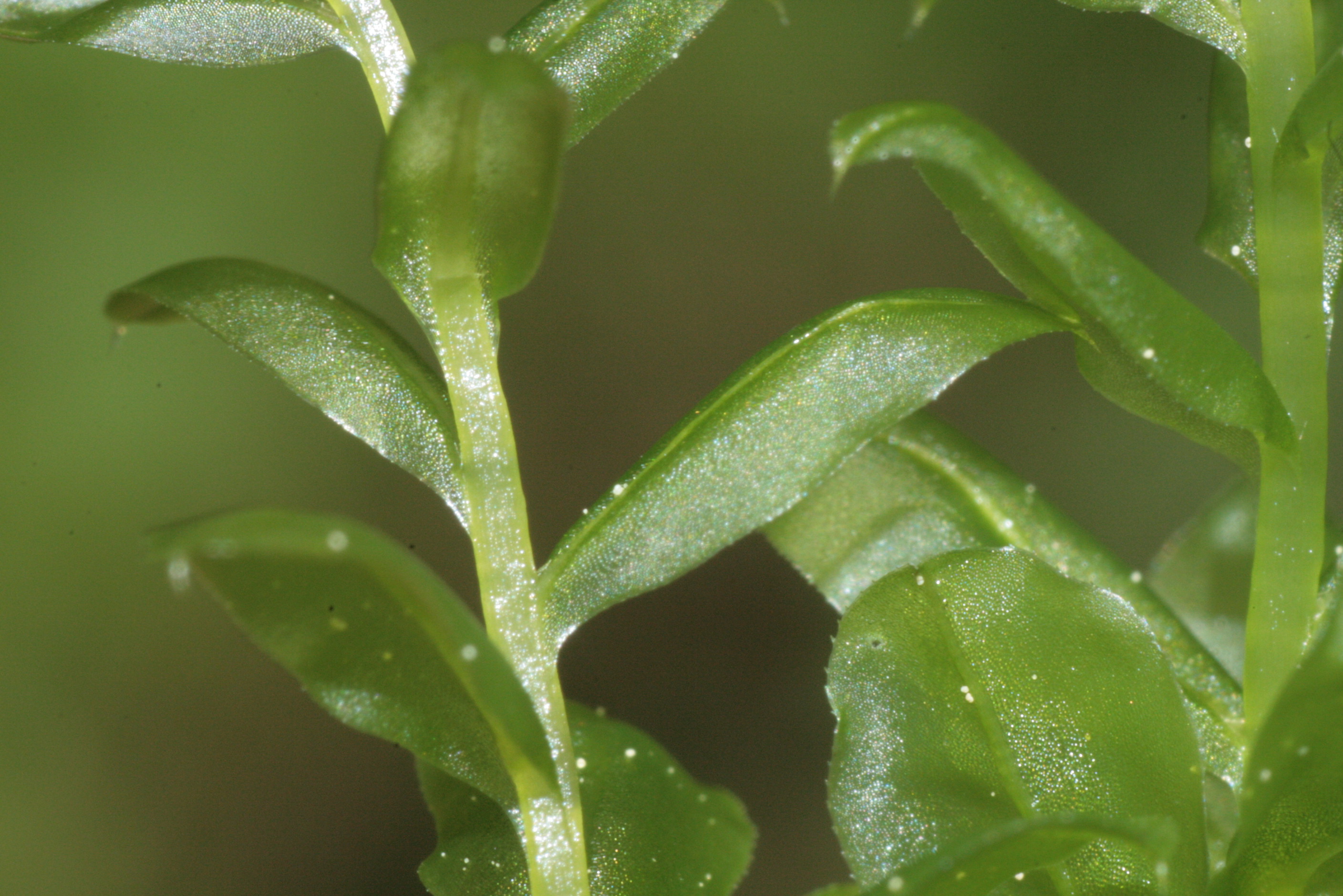Plagiomnium Elatum Moss Close-Up nature wallpaper