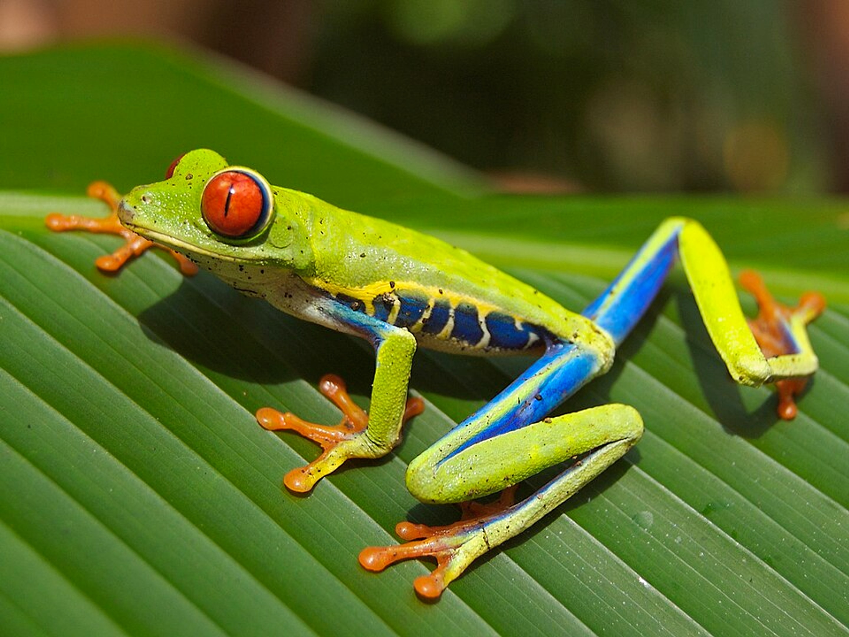 Red-eyed Tree Frog nature wallpaper